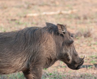 20090810085114 - Warthog, Kruger National Park (crop)