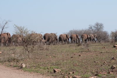 20090811023442 - Elephant Herd Near Hide on Sabie River