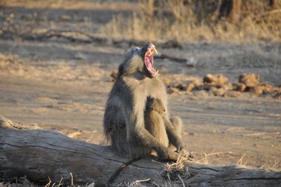 20090813000240 - Baboon with Open Mouth Threat Display