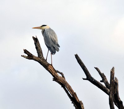 Grey Heron on Dead Tree Snag