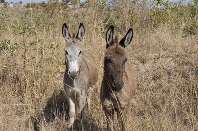 20090815063439 - Donkey Pair in Tall Grass