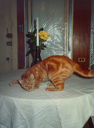 Nugget Dancing On Table