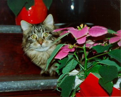 Worf Peeking Christmas