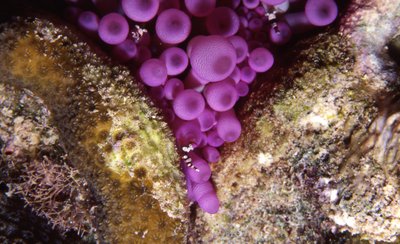 Bonaire 94   Purple Anemone