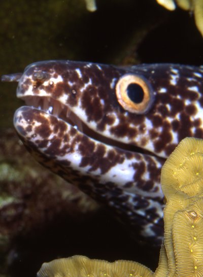 Bonaire 94   Spotted Eel Smiling