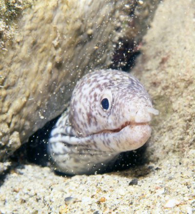 Bonaire 99   Eel In Sand