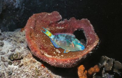 Bonaire 99   Parrot Fish Sleeping In Coral Bowl