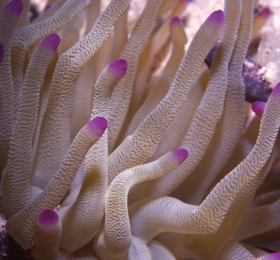 Palau   Anemone Fronds