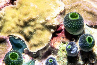 Palau   Green Tubes And Coral