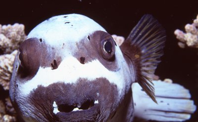 Palau   Puppy Dog Puffer