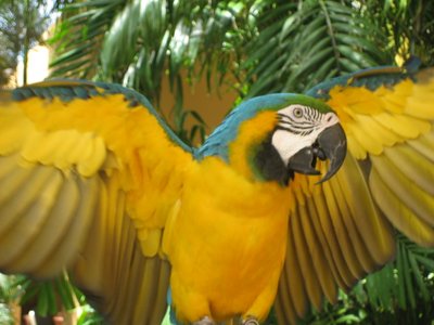 Yellow Toucan